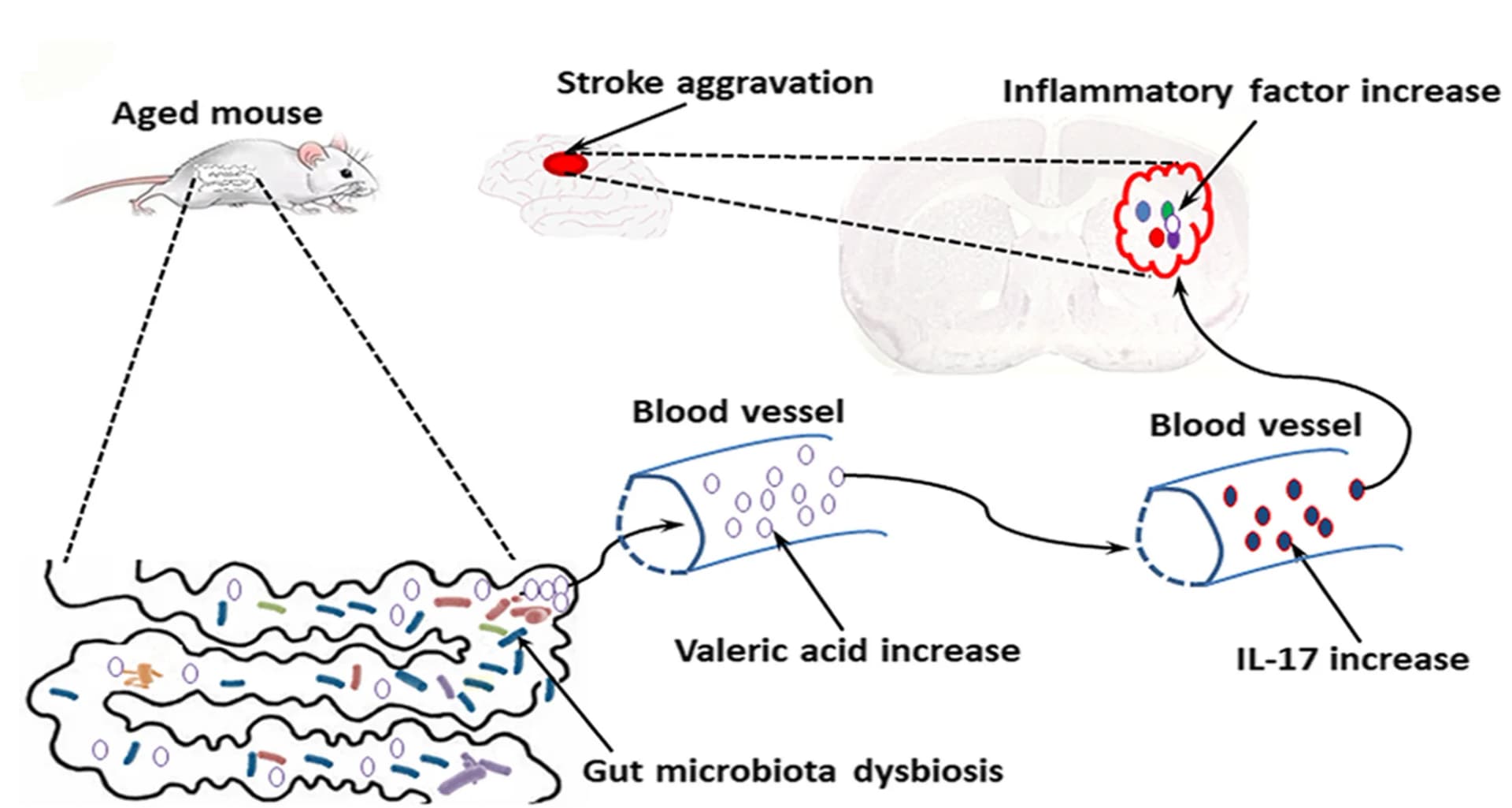 Open access visualization of Workflow, Flowchart, Illustration, Mechanism, Aging