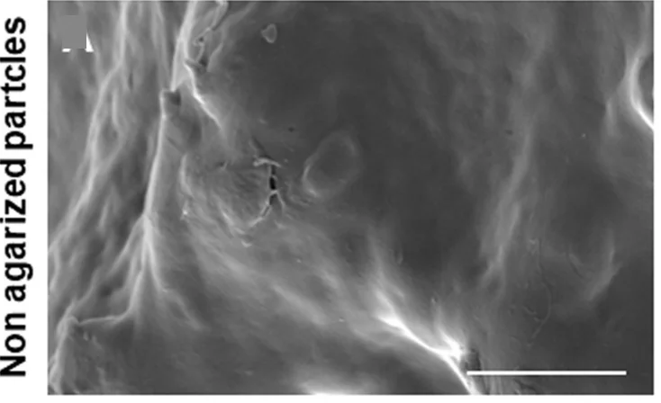 Open access visualization of Microscopy, Polyethylene Particles, Polystyrene Particles, Rearing Substrates