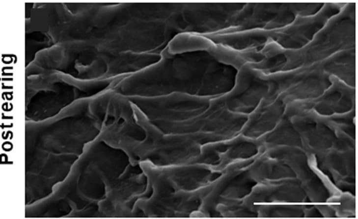 Open access visualization of Microscopy, Plastics, Rearing Substrate, Larvae