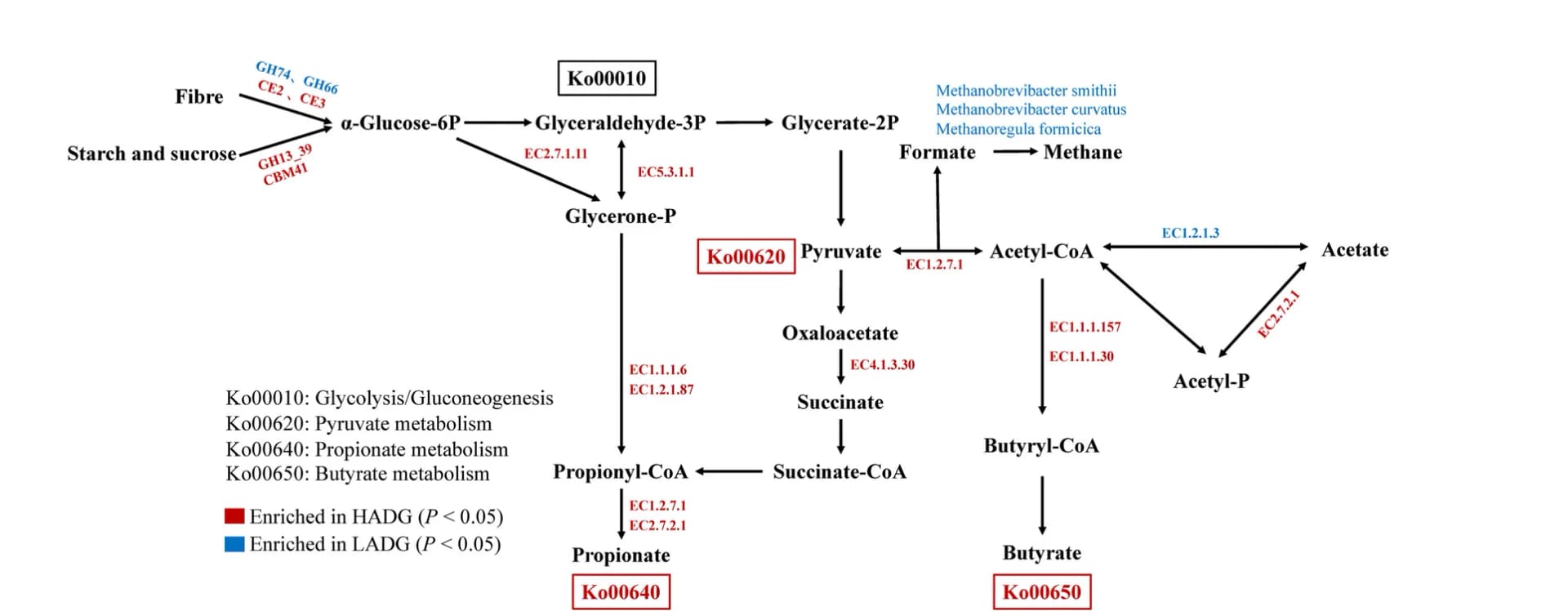 Open access visualization of Workflow, Pathway, Metabolic Pathway, VFA Biosynthesis, Methanogenesis