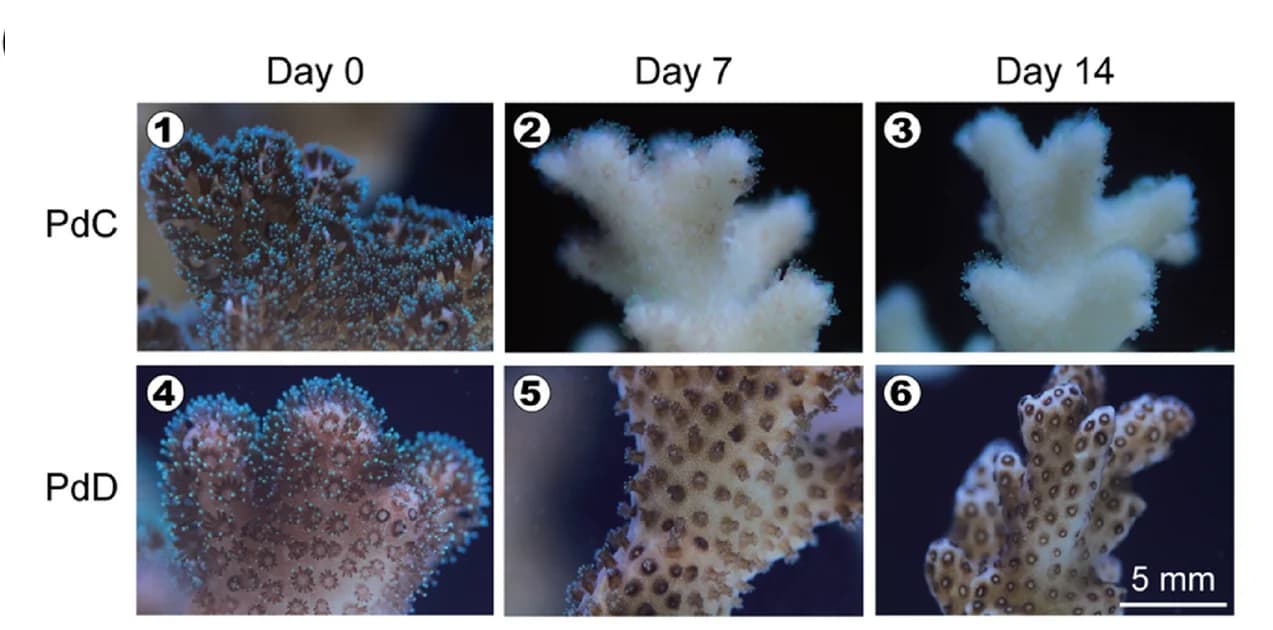 Open access visualization of Photo, PdC, PdD, Thermal Stress, Morphological Changes