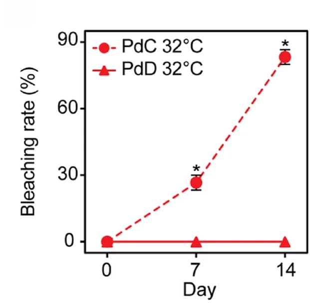 Open access visualization of Line Plot, Error Bars, PdC, PdD, Bleaching Rates