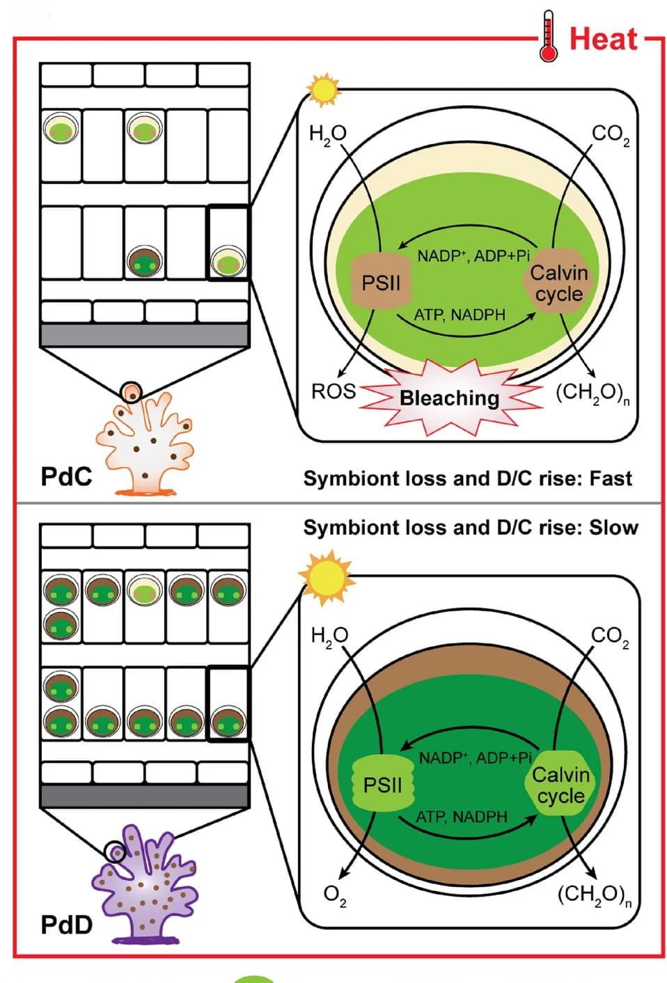 Open access visualization of Illustration, Workflow, Thermal Stress, Photochemistry, Carbon Fixation