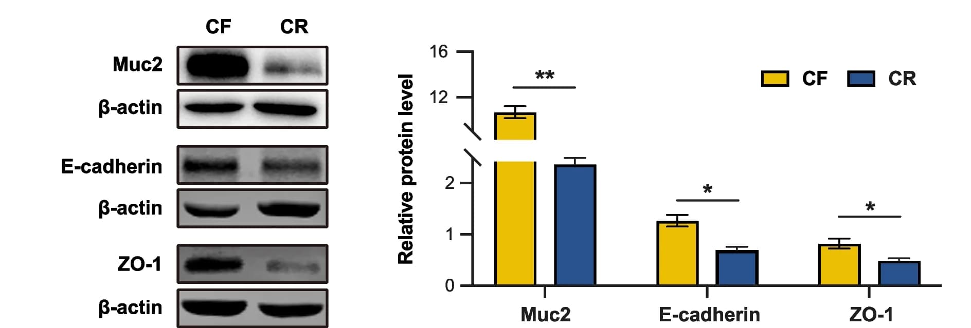 Open access visualization of Bar Plot, Error Bars, Gel, Microscopy, Western Blot