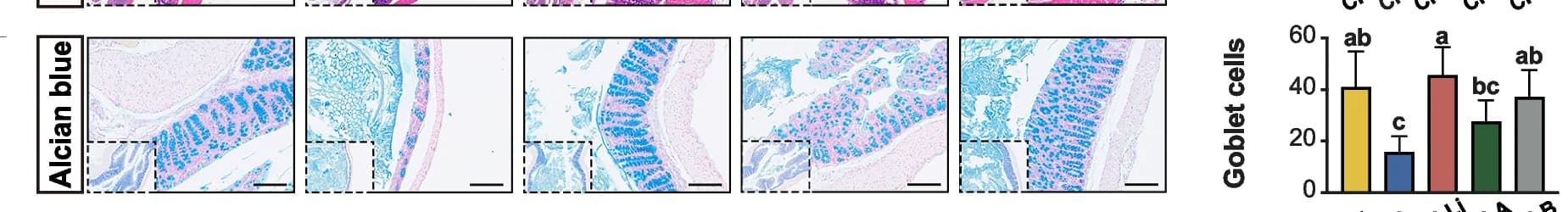 Open access visualization of Bar Plot, Error Bars, Microscopy, Alcian Blue, Colon Sections