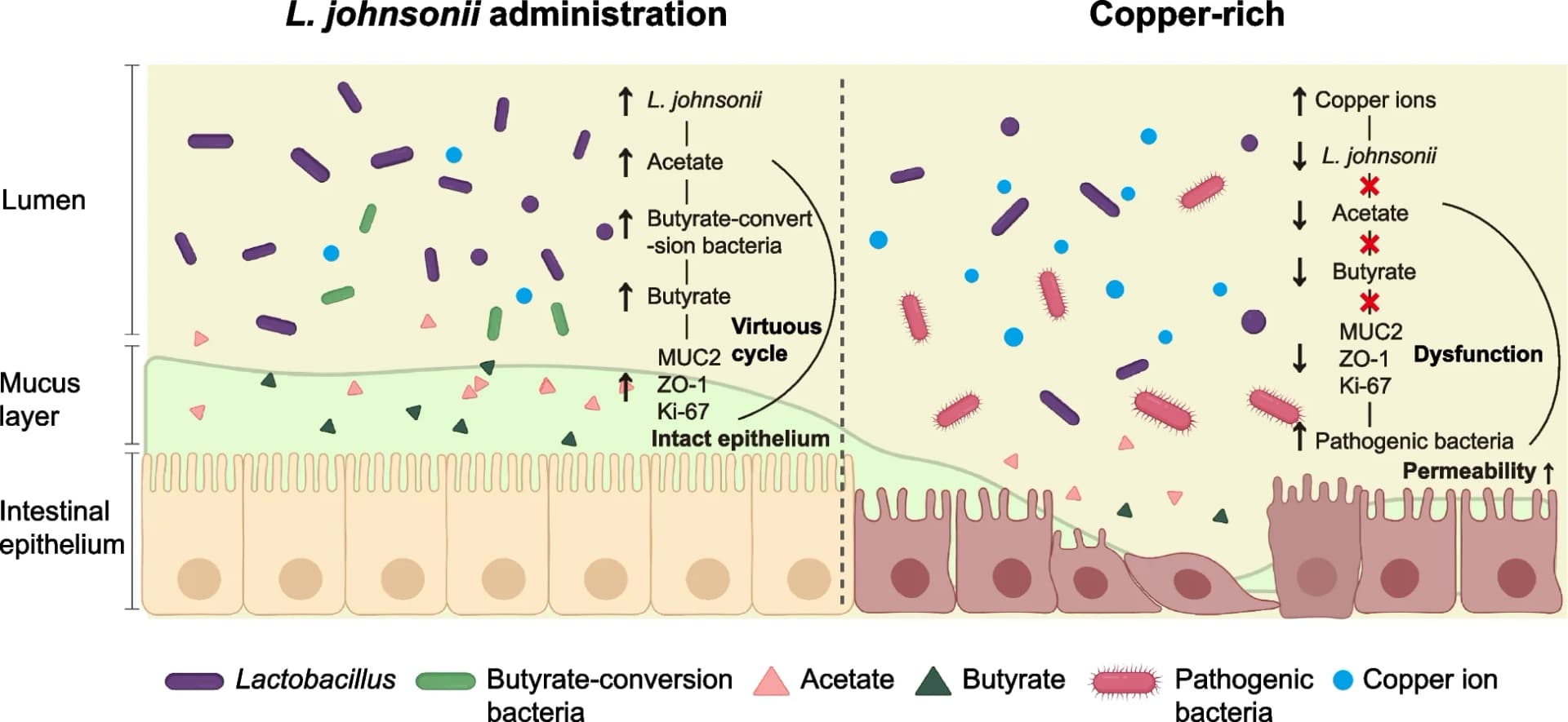 Open access visualization of Illustration, L. johnsonii, Butyric acid, Homeostasis, Copper-rich diet