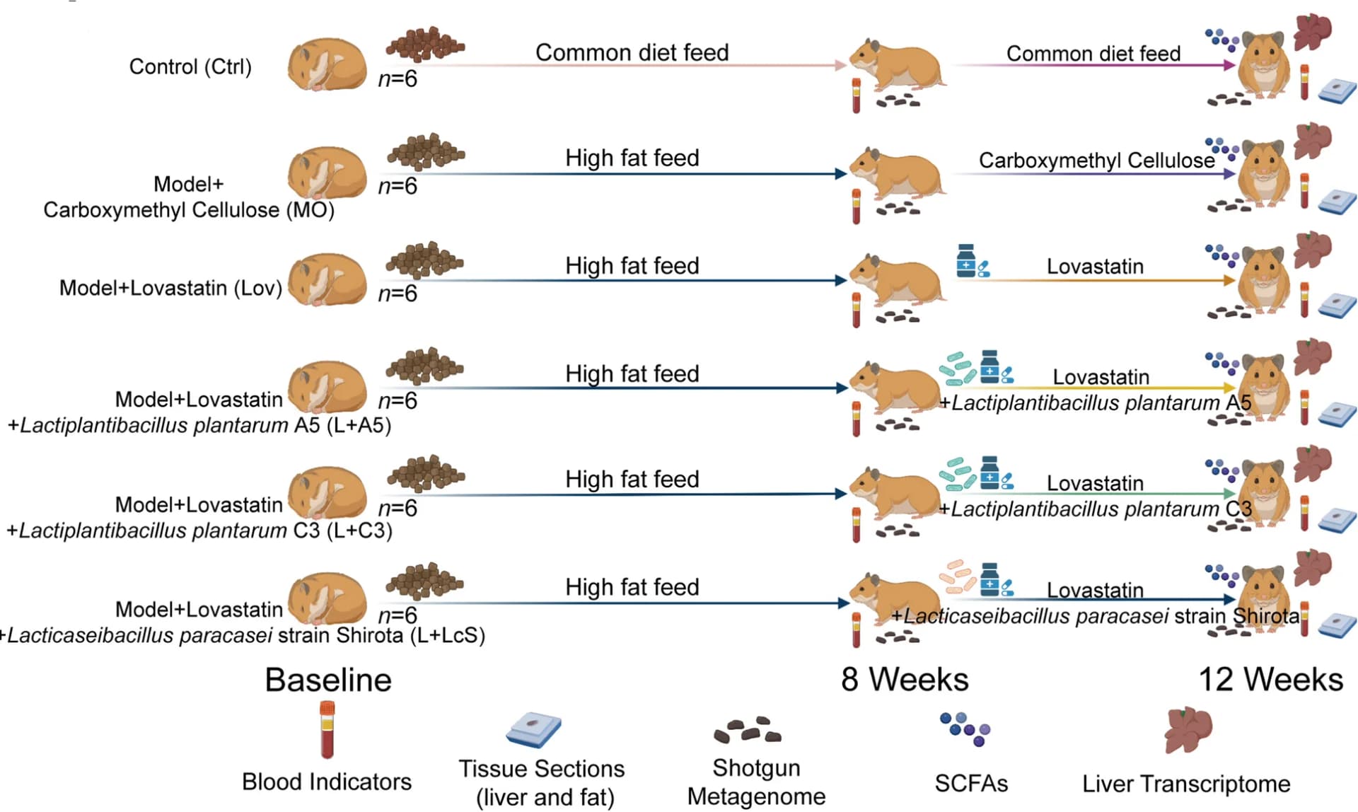 Open access visualization of Workflow, Illustration, Experimental design, Hyperlipidemia model, Golden hamsters