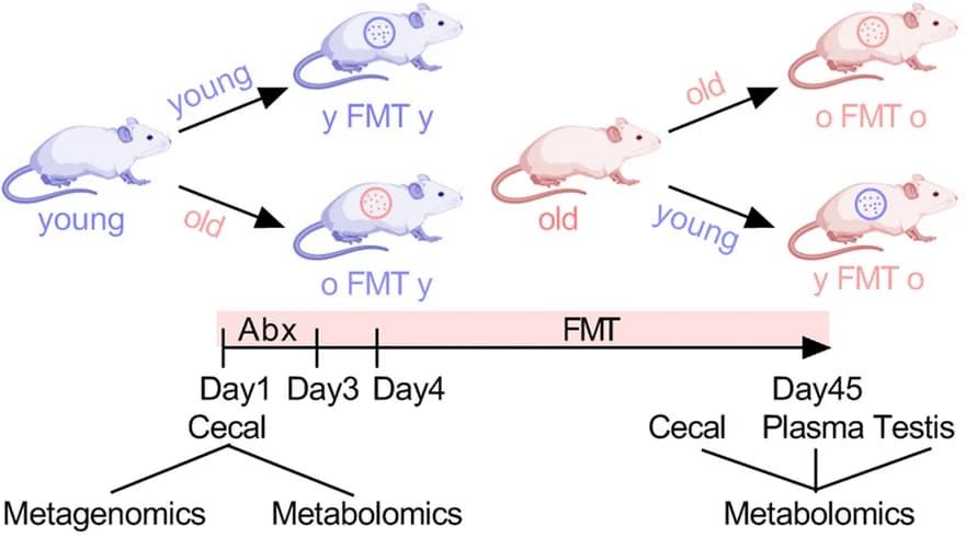 Open access visualization of Workflow, Flowchart, Illustration, Fecal microbiota transplantation, Multi-omics examination