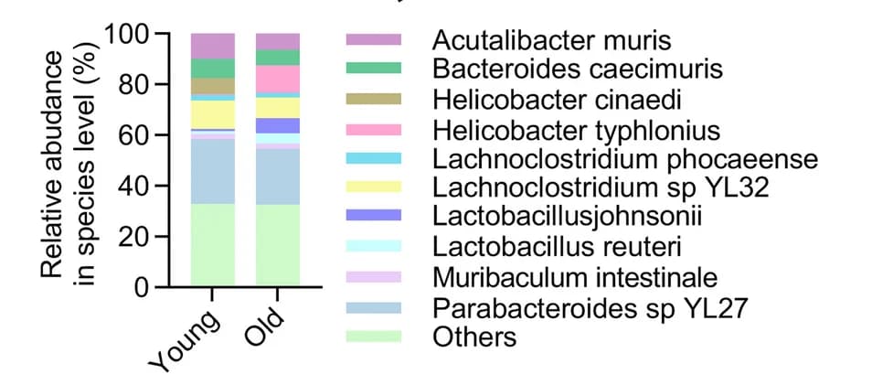 Open access visualization of Stacked Bar Plot, Top Ten Bacteria, Maximum Abundance, Species Level