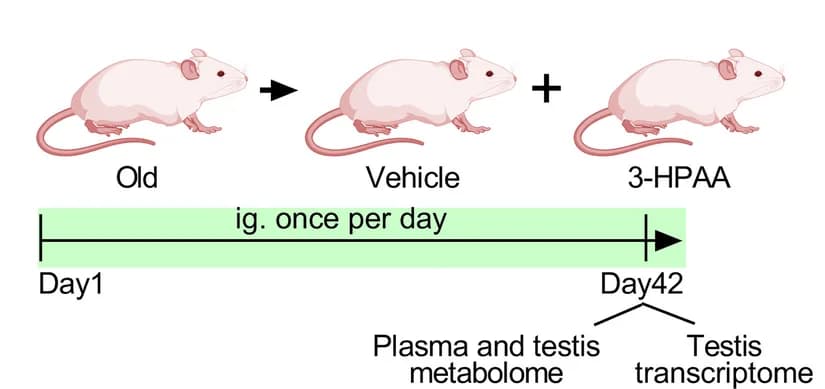 Open access visualization of Workflow, Illustration, 3-HPAA treatment, Old mice, Experimental workflow