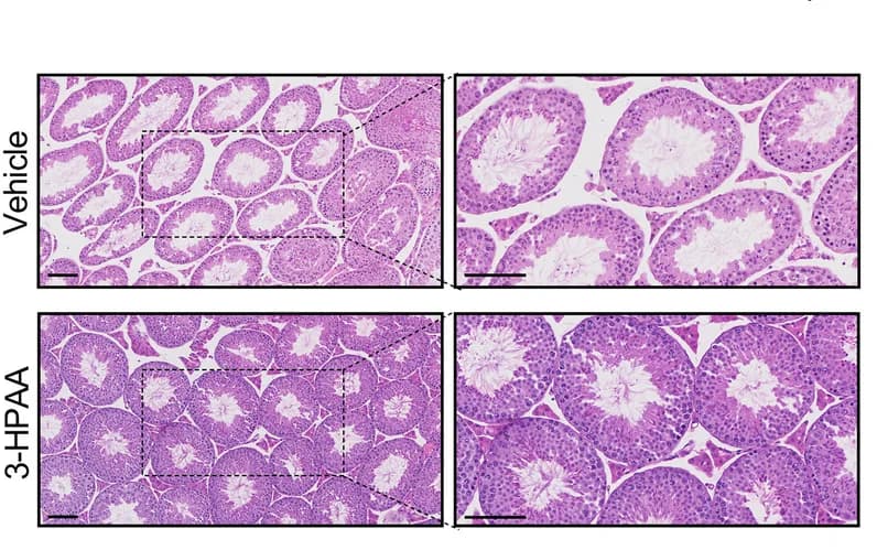 Open access visualization of Microscopy, H&E staining, Testis tissues, Vehicle, 3-HPAA mice