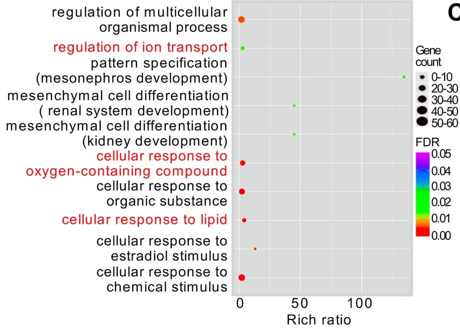 Open access visualization of Scatter Plot, Bubble Plot, Gene Ontology, Biological Process
