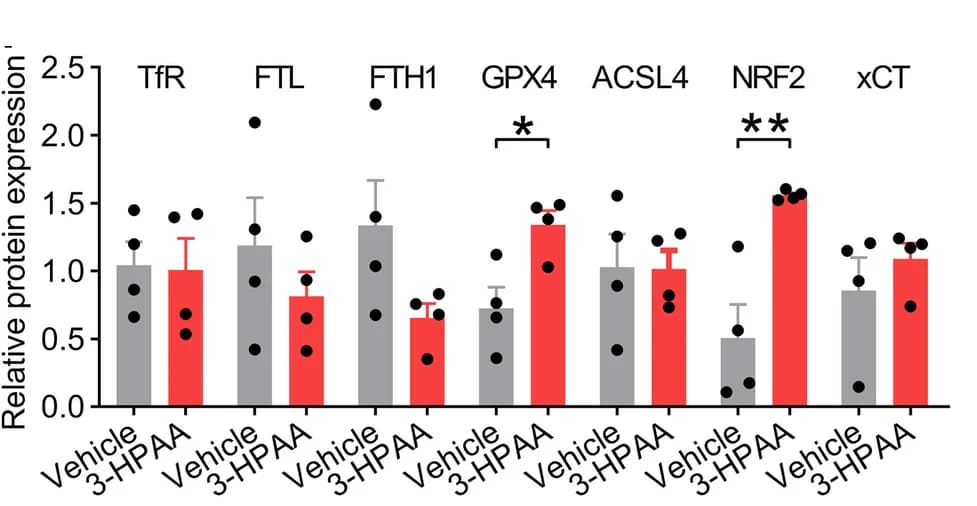 Open access visualization of Bar Plot, Error Bars, Scatter Plot, Protein Expression, Western Blot