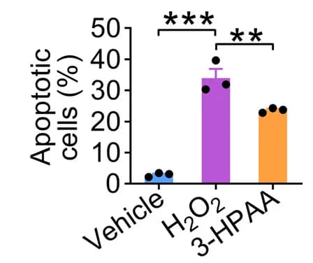 Open access visualization of Bar Plot, Error Bars, Summary, Annexin V-FITC/PI Assay, GC-2 Cells