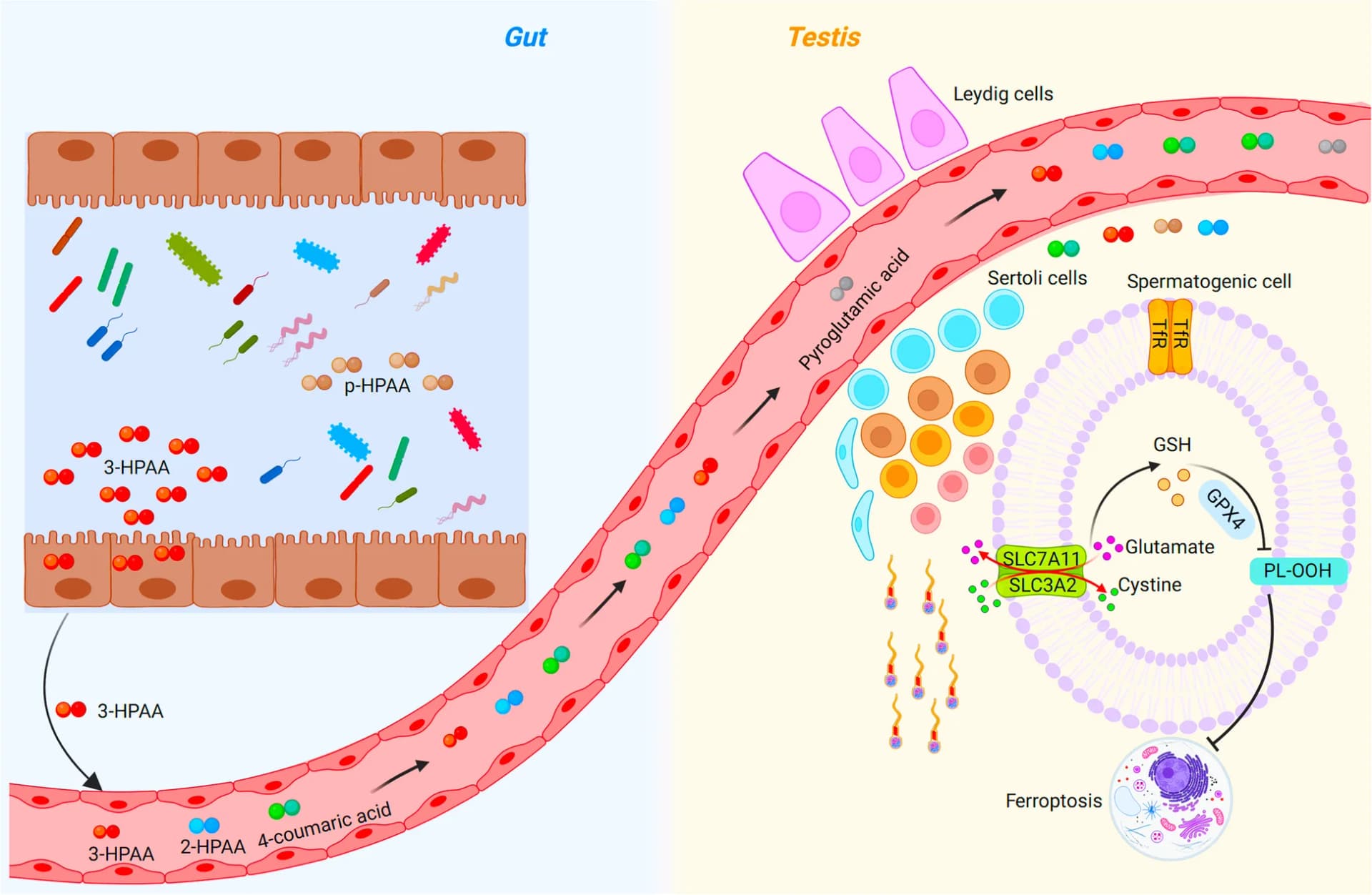 Open access visualization of Workflow, Illustration, Gut Metabolite, 3-Hydroxyphenylacetic Acid, Spermatogenic Dysfunction
