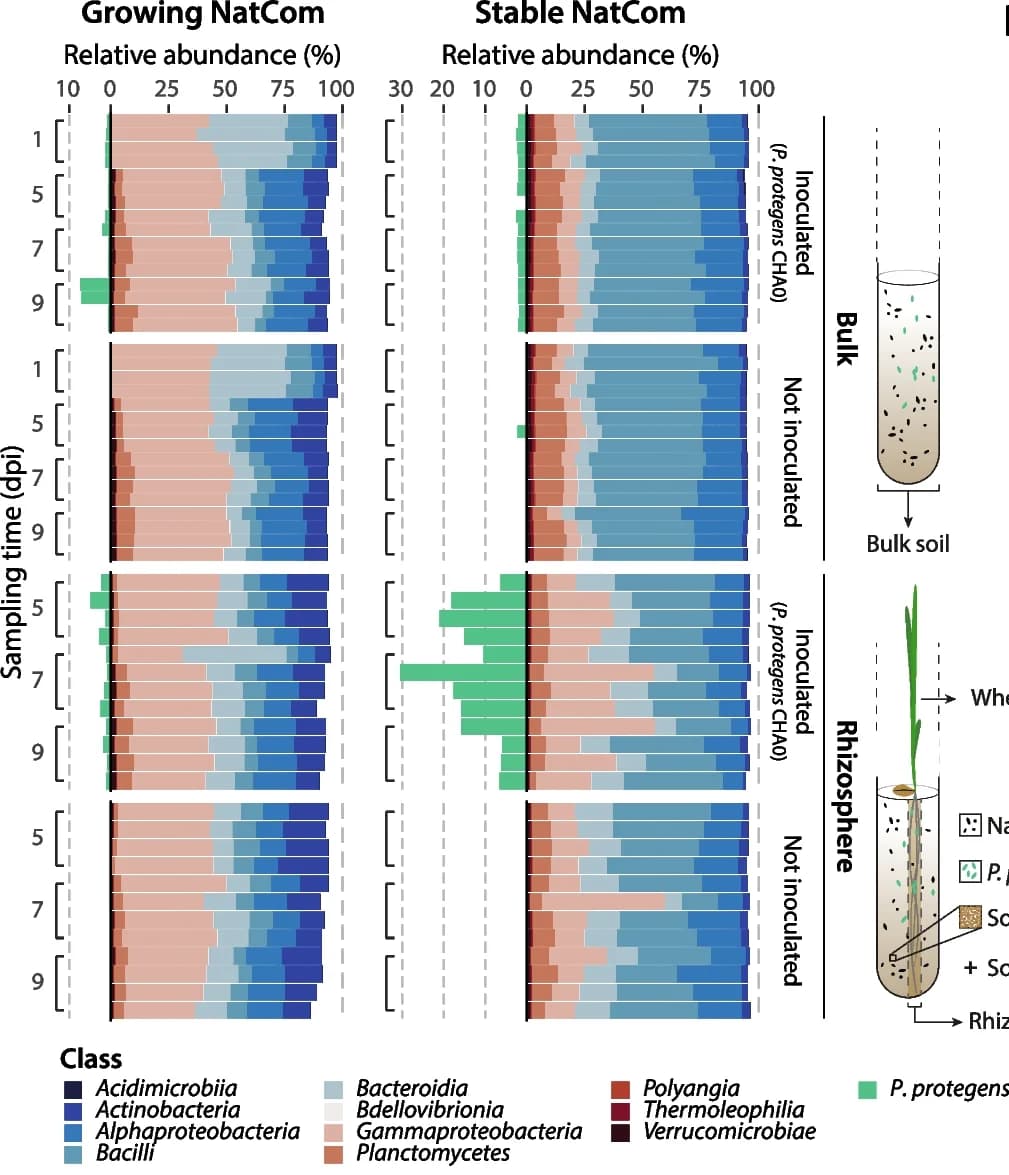 Open access visualization of Stacked Bar Plot, Illustration, Relative Abundance, Taxa, Bacterial Class