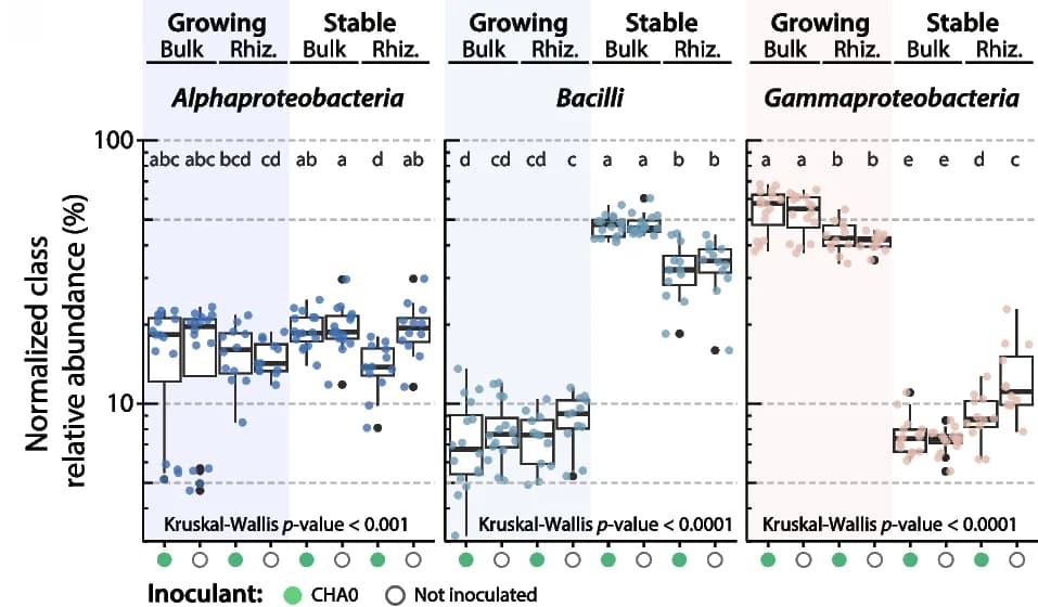 Open access visualization of Box Plot, Scatter Plot, CSS-normalized Relative Abundance, Alphaproteobacteria, Bacilli