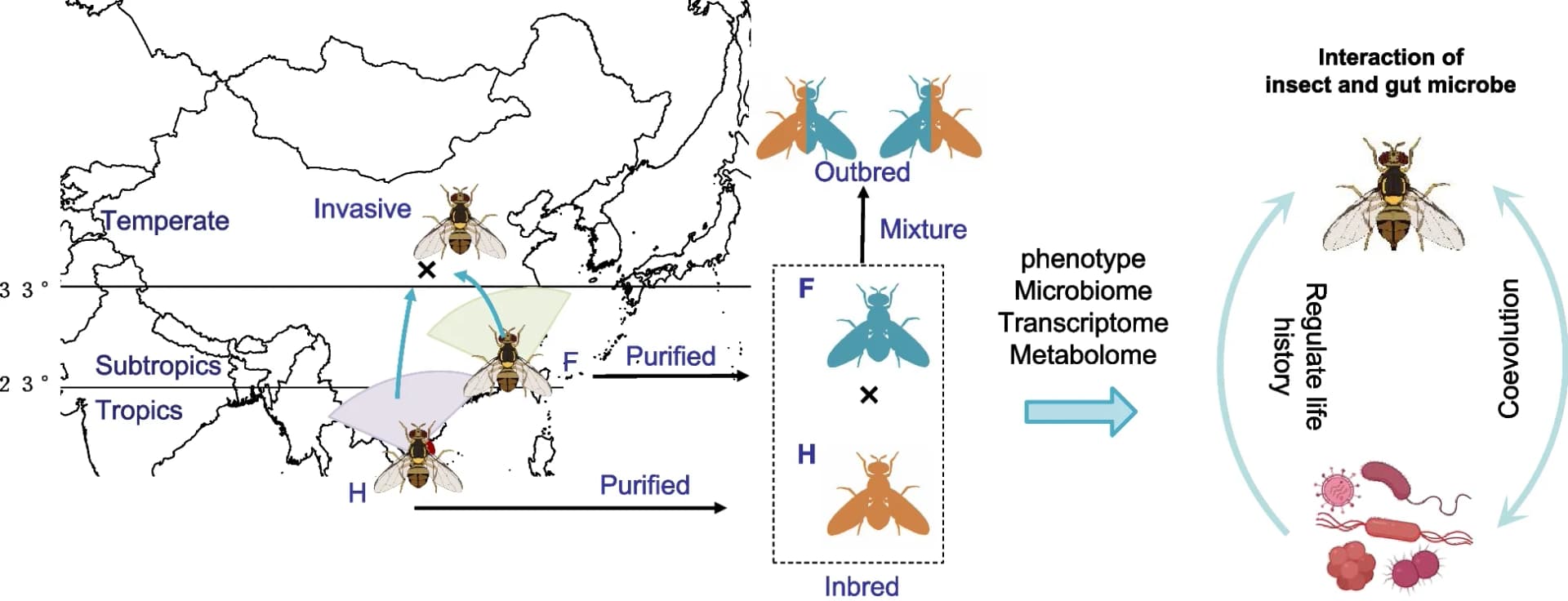 Open access visualization of Workflow, Illustration, Geo Map, Experimental design, Inbred populations
