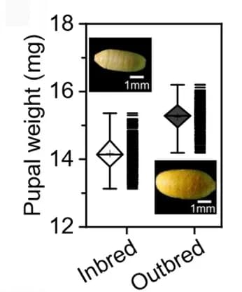 Open access visualization of Box Plot, Scatter Plot, Photo, Pupal Weights, Pupae