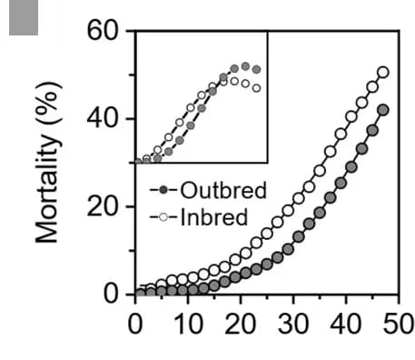 Open access visualization of Line Plot, Mortality Rate, Death Distribution, B. dorsalis