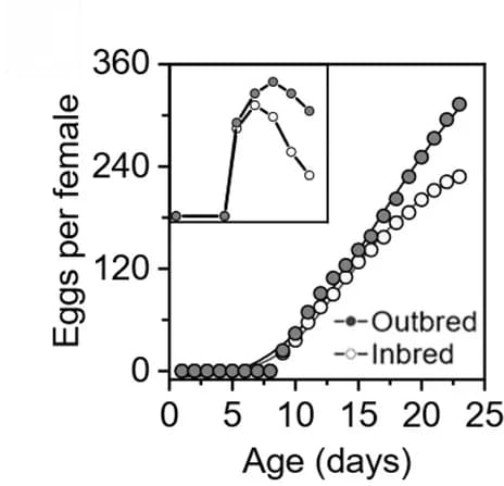 Open access visualization of Line Plot, Scatter Plot, Egg Laying, Reproduction Distribution