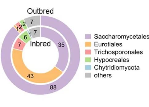 Open access visualization of Donut Chart, Fungal Composition, Intestinal Flora, Inbred Population, Outbred Population