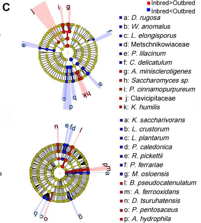 Open access visualization of Network, Chord, LEfSe Diagram, Intestinal Bacteria, Inbred Population