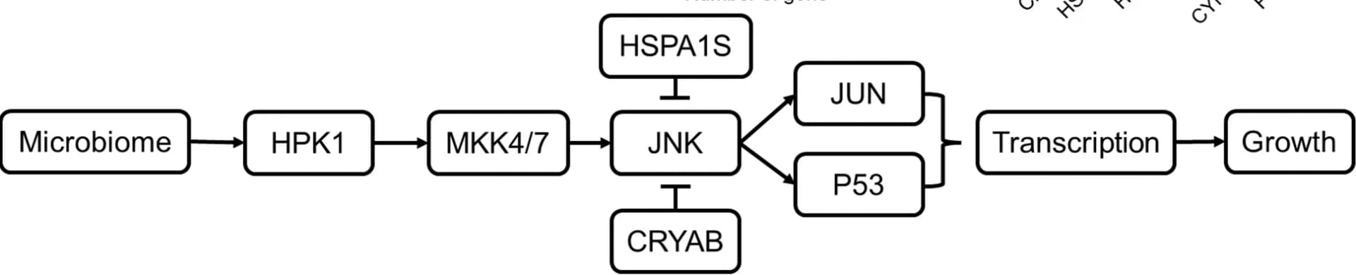 Open access visualization of Workflow, Flowchart, Illustration, Transcriptome, Metabolic Pathway