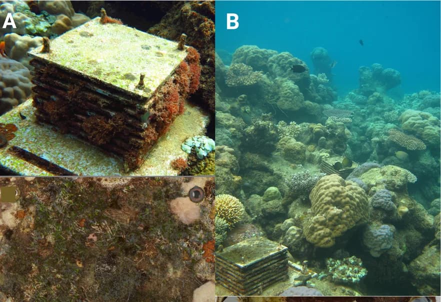 Open access visualization of Photo, ARMS, Benthic Photosynthetic Community