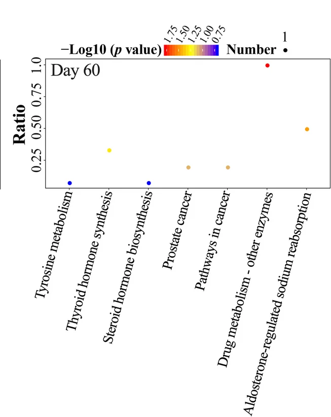 Open access visualization of Scatter Plot, Bubble Plots, KEGG Pathways, Differentially Expressed Metabolites, AMW Group