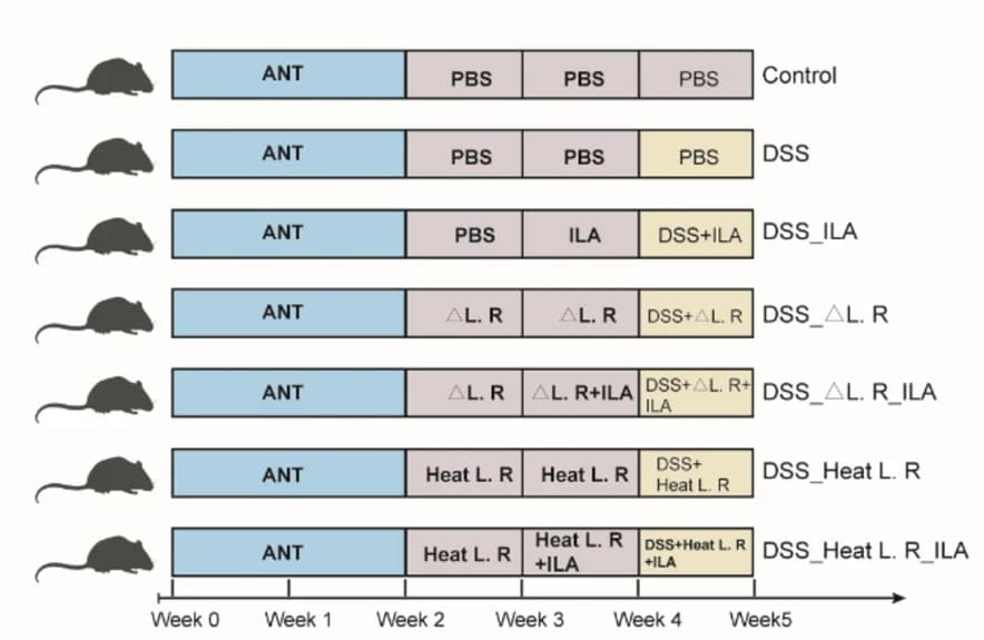 Open access visualization of Workflow, Experimental Scheme, Cross-feeding, Intestinal Microbiota, Antibiotic Administration