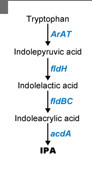 Open access visualization of Workflow, Flowchart, Indolepropionic Acid Level, Feces, WT Mice