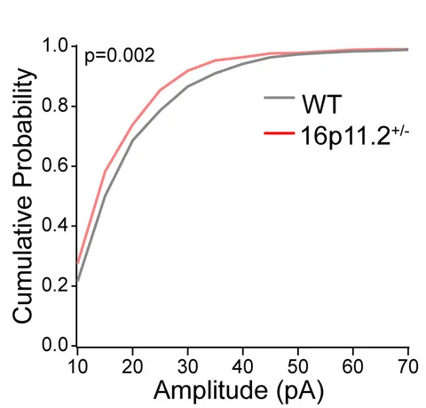 Open access visualization of Line Plot, sIPSCs Amplitude, WT Mice, 16p11.2 (+/-) Mice, Kolmogorov-Smirnov Test