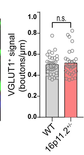 Open access visualization of Bar Plot, VGLUT1 Puncta Density, Perisomatic Region, Hippocampal Neurons, WT Mice