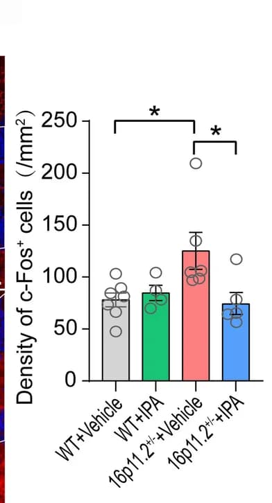 Open access visualization of Bar Plot, Error Bars, Scatter Plot, IPA, Hippocampal Neurons