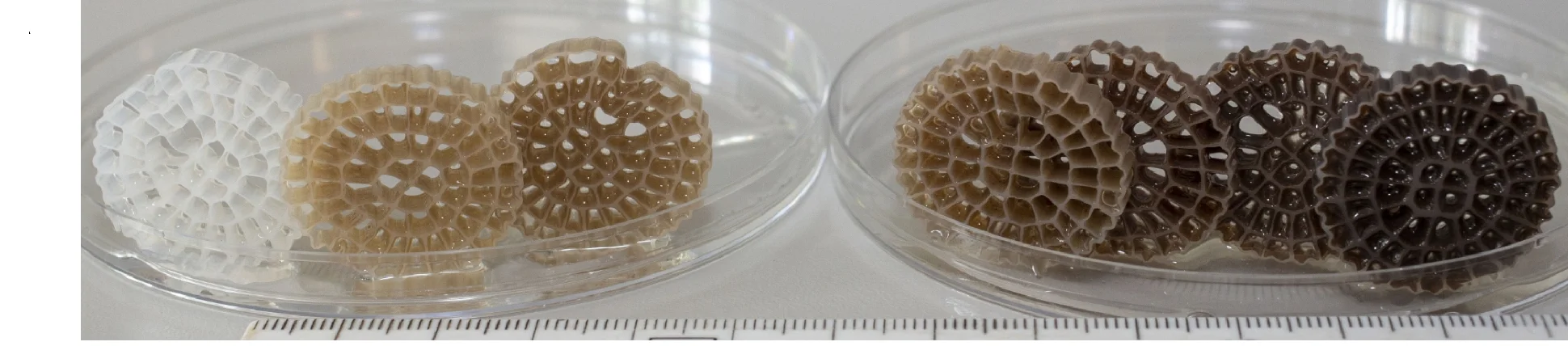 Open access visualization of Photo, Biofilm Carriers, Time Series, Colonization