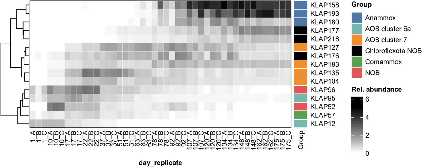 Open access visualization of Heatmap, Clustered, Anammox Bacteria, Nitrifiers, NOB