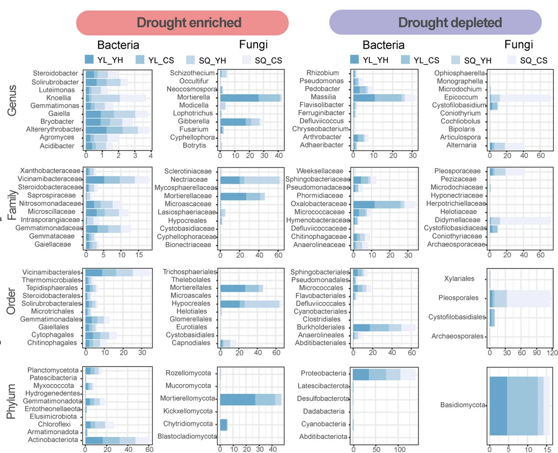 Open access visualization of Bar Plot, Relative Abundance, Drought Enriched OTUs, Drought Depleted OTUs, Bacteria