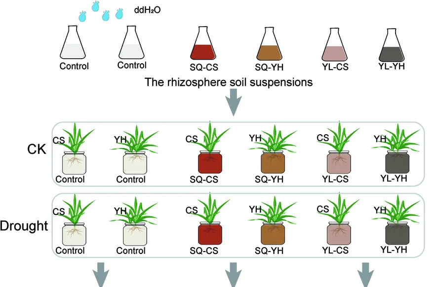 Open access visualization of Workflow, Illustration, Inoculation Experiment, Seedlings, Drought Stress