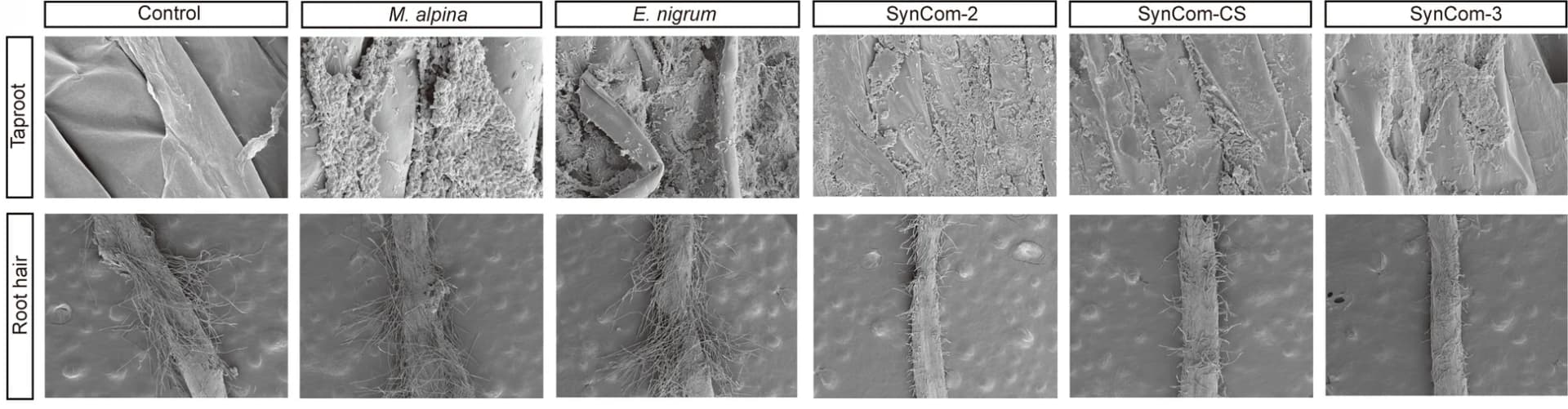 Open access visualization of Microscopy, Colonization, Drought Stress, Roots, Wheat Plants