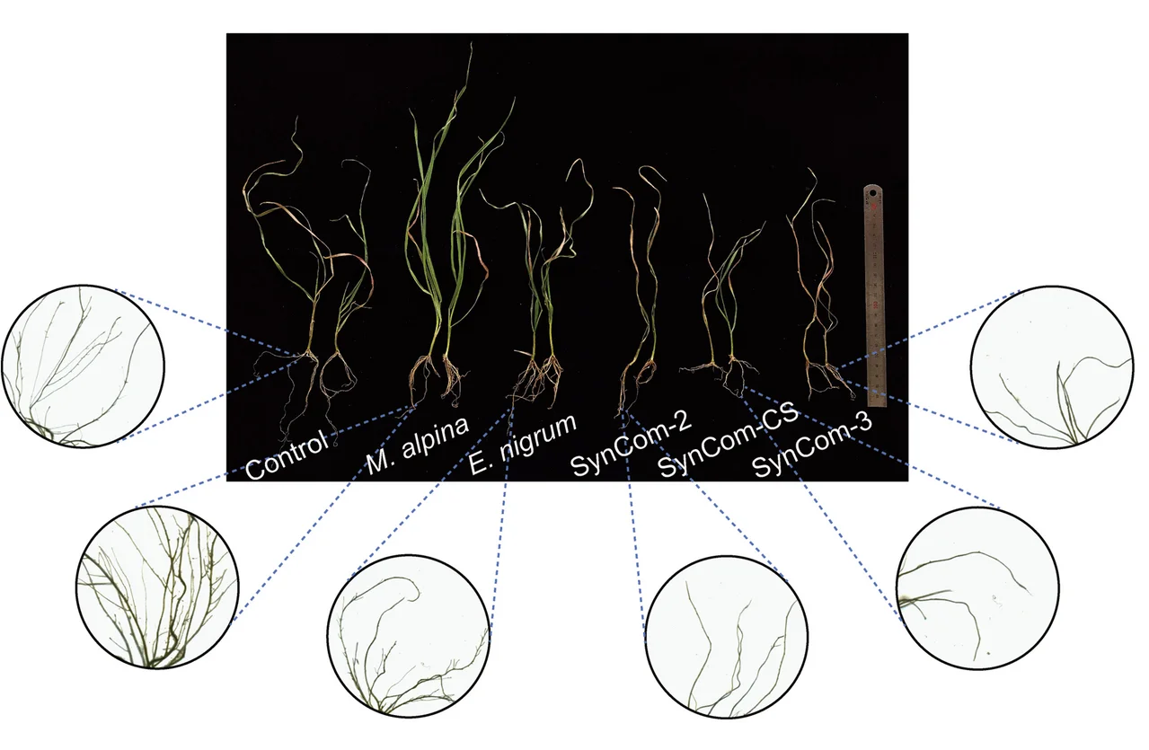 Open access visualization of Photo, Microscopy, Growth Profiles, Root Phenotypes, Wheat