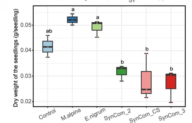Open access visualization of Box Plot, Dry Weights, Wheat Plants, Control Group, Inoculation