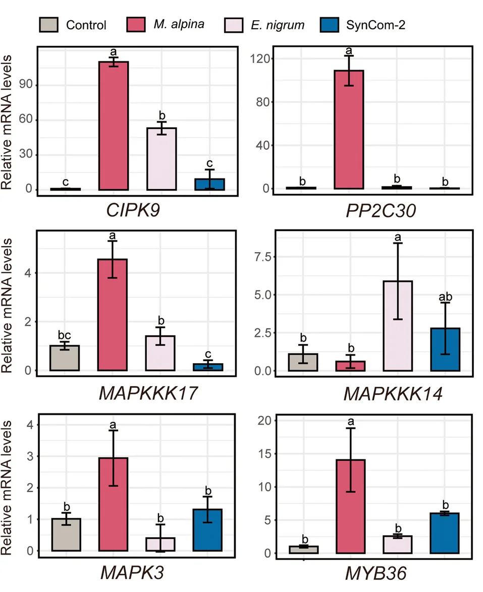 Open access visualization of Bar Plot, Error Bars, Clustered, Relative Expression Levels, Quantitative Real-Time PCR