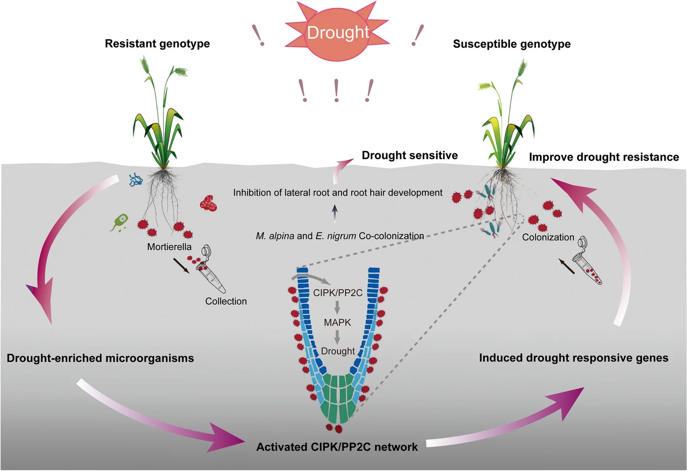 Open access visualization of Workflow, Illustration, Host Plants, Rhizosphere Microorganisms, Drought Resistance
