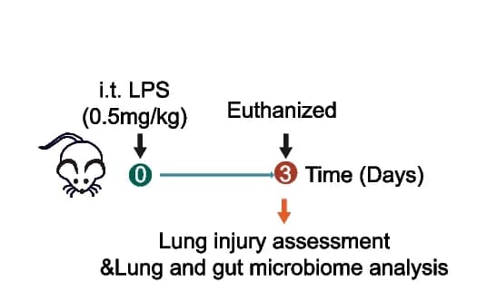 Open access visualization of Workflow, Illustration, LPS, Lipopolysaccharide, 16S rRNA Gene Sequencing