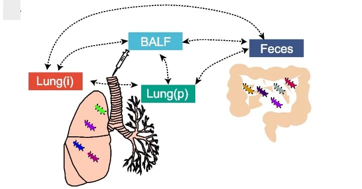 Open access visualization of Workflow, Illustration, Specimen Collection, Bronchoalveolar Lavage Fluid, BALF