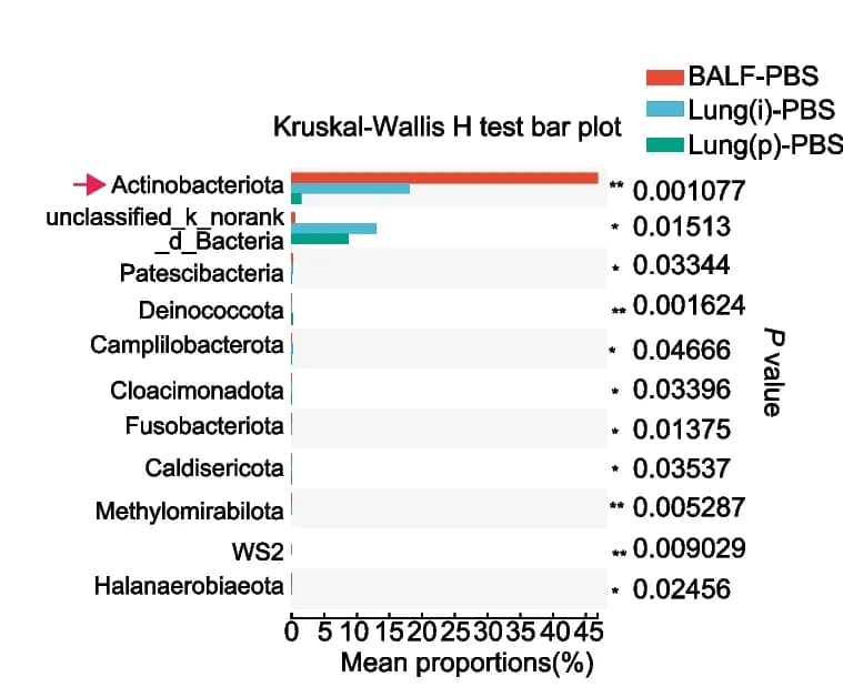 Open access visualization of Bar Plot, Kruskal-Wallis H-test, Phylum Level, Lung Specimens, PBS Treatment