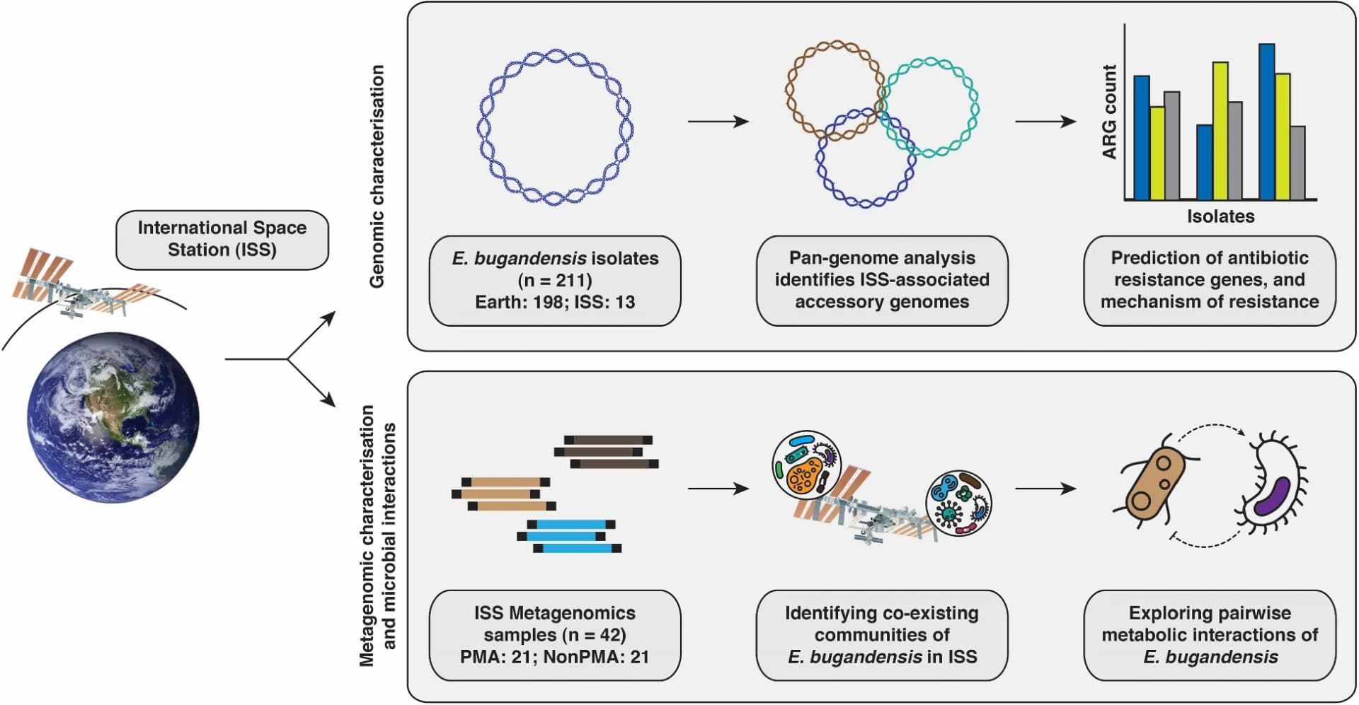 Open access visualization of Workflow, Bar Plot, Comparative Genomics, E. bugandensis, Microbial Community