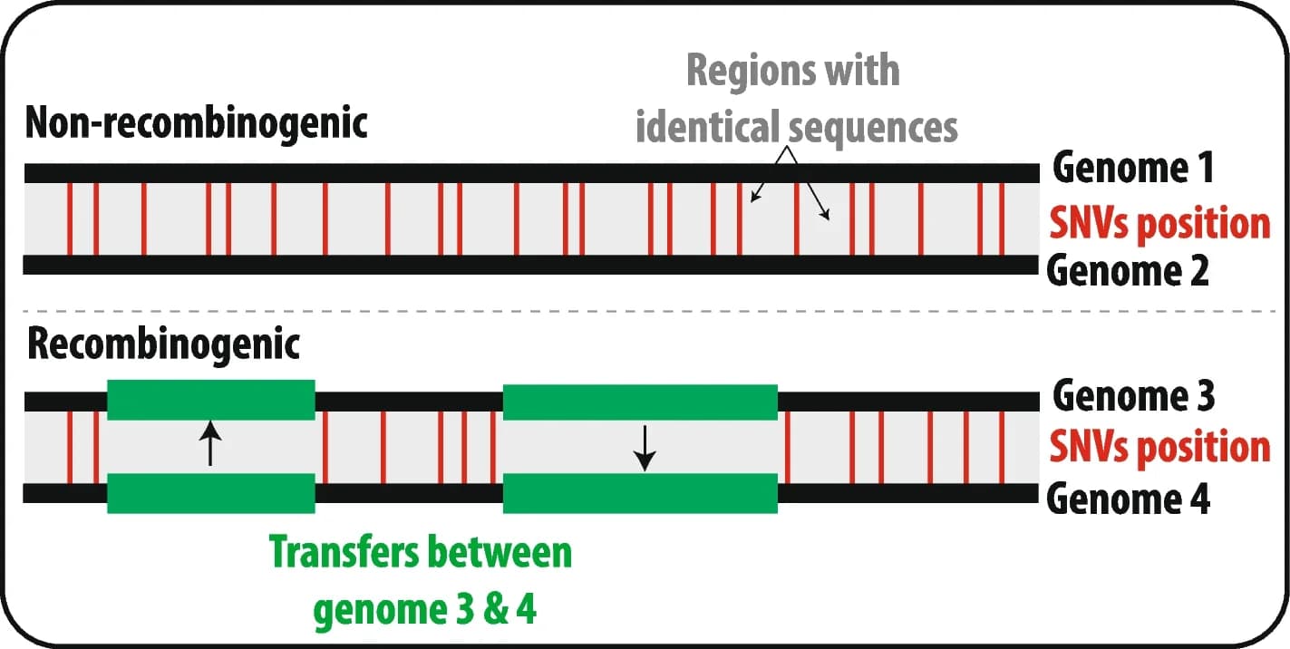Open access visualization of Illustration, Workflow, Microbial Genomes, Recombination, Population