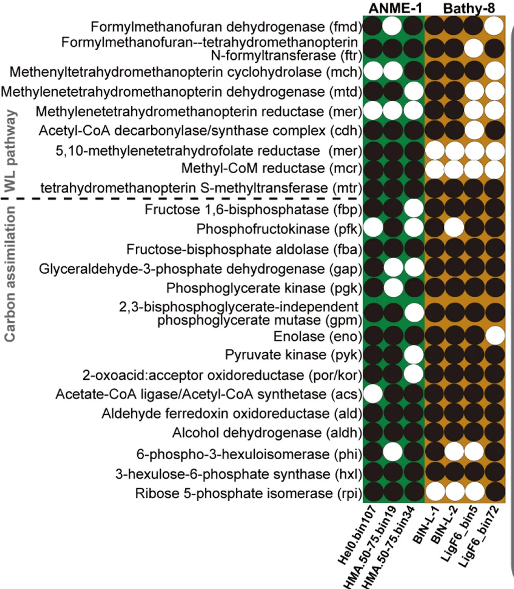 Open access visualization of Heatmap, ANME-1, Bathy-8, Carbon Utilization, Gene Presence